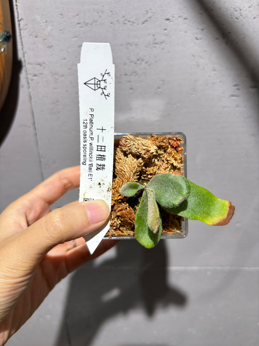 十二田孢子苗 P. Platinum, P.willinckii ‘Bali E1’ 12th oasis sporeling