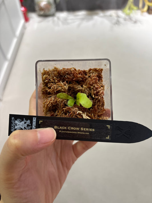 香港本土孢子苗 Black Crow Series Plantxperience Sporeling