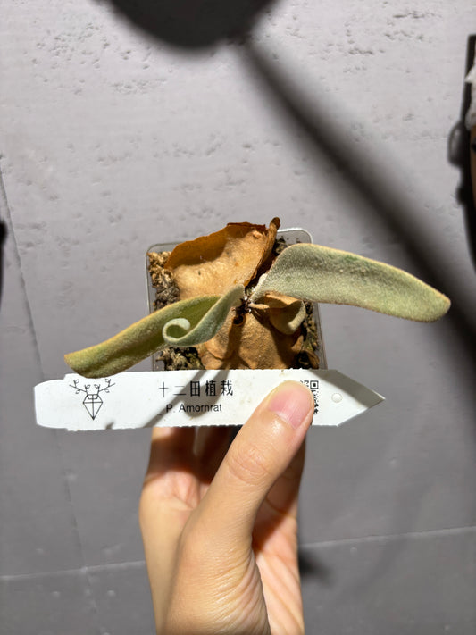 十二田孢子苗 P. Amornat