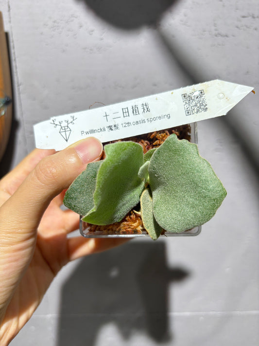 十二田孢子苗 P.willinckii ‘魔髮’