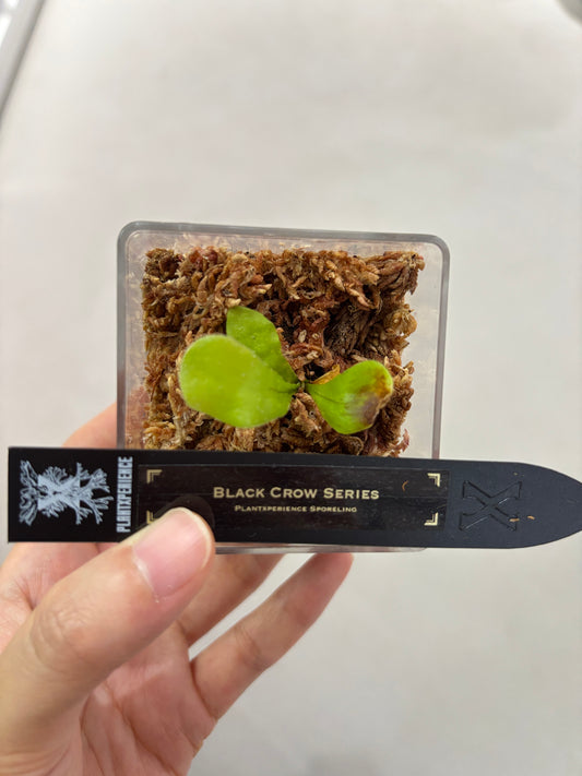 香港本土孢子苗 Black Crow Series Plantxperience Sporeling