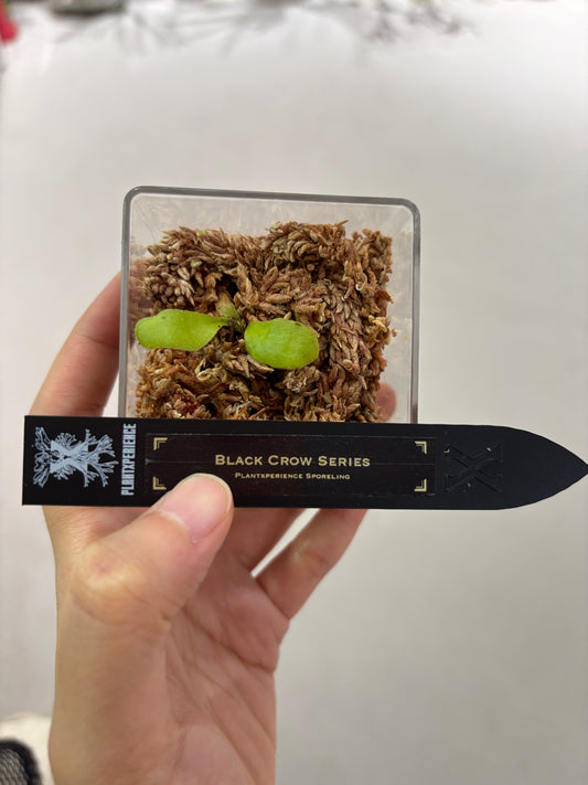 香港本土孢子苗 Black Crow Series Plantxperience Sporeling