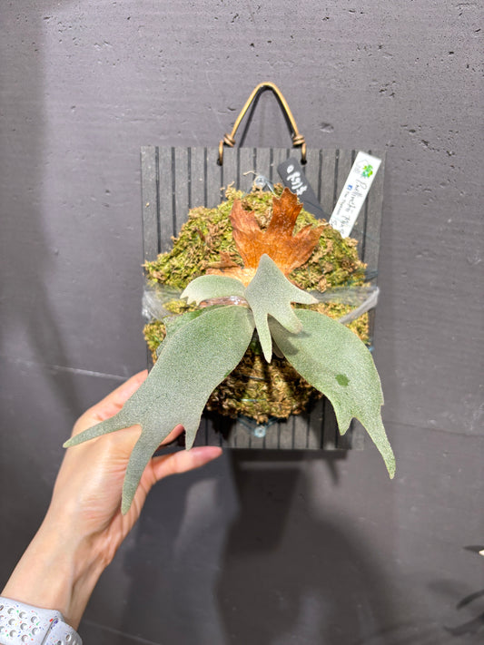 P. Willinckii Mix Spore (Aplus Wild Cat Select Epplay)