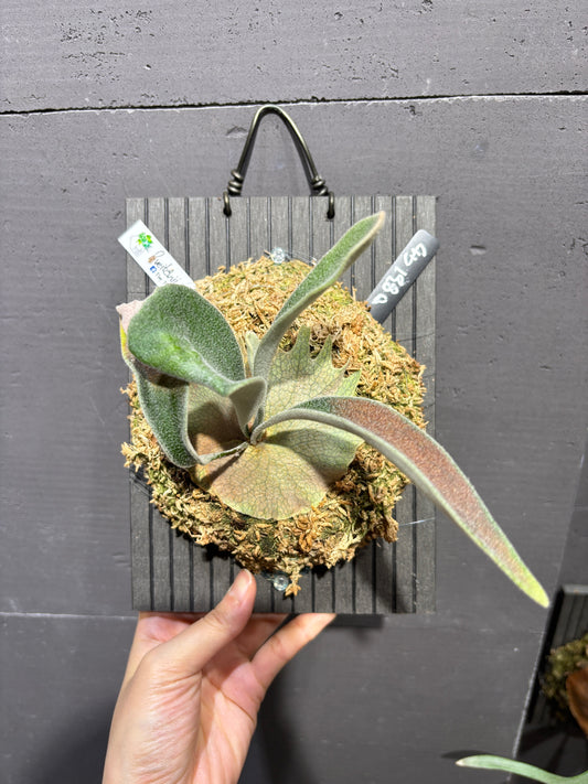 P. Veitchii wild #2 Mr. Arden Selet spore