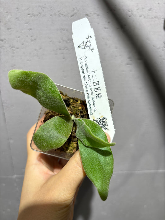 十二田孢子苗 P. veitchii ‘Auburn river’ (Lisawa), P.Copper will 12th oasis sporeling