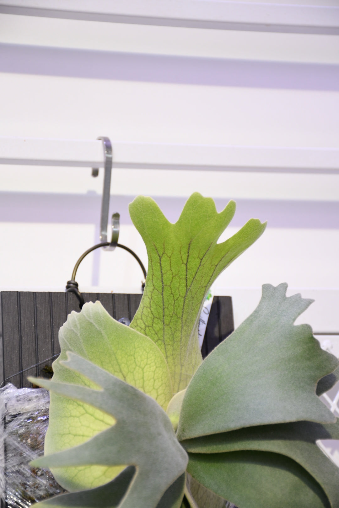 P. willinckii Coral sporeling (TIW select)