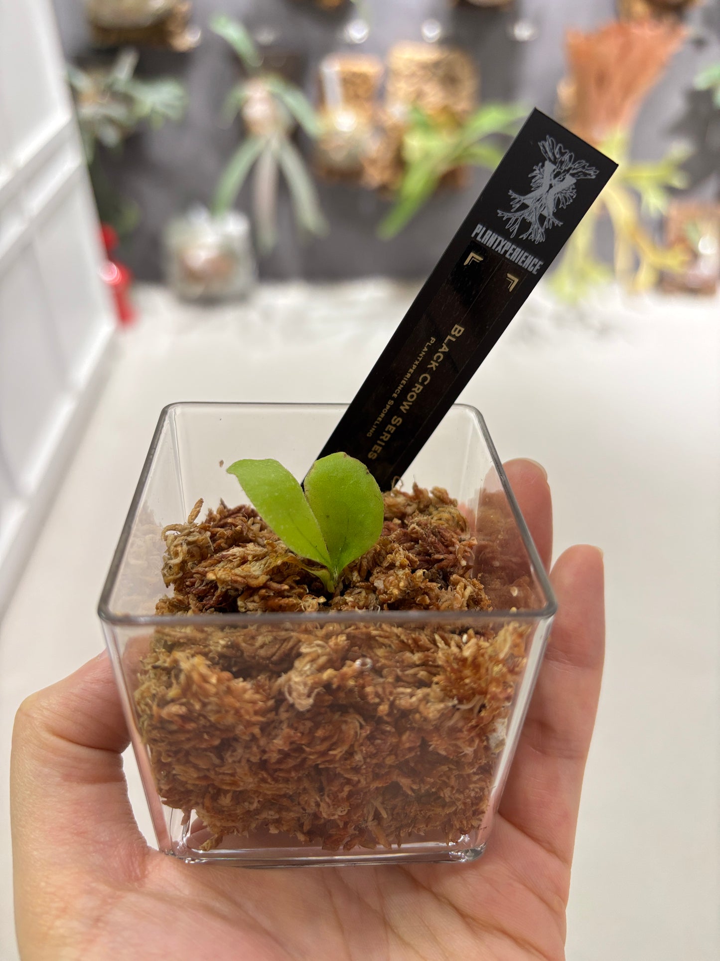 香港本土孢子苗 Black Crow Series Plantxperience Sporeling