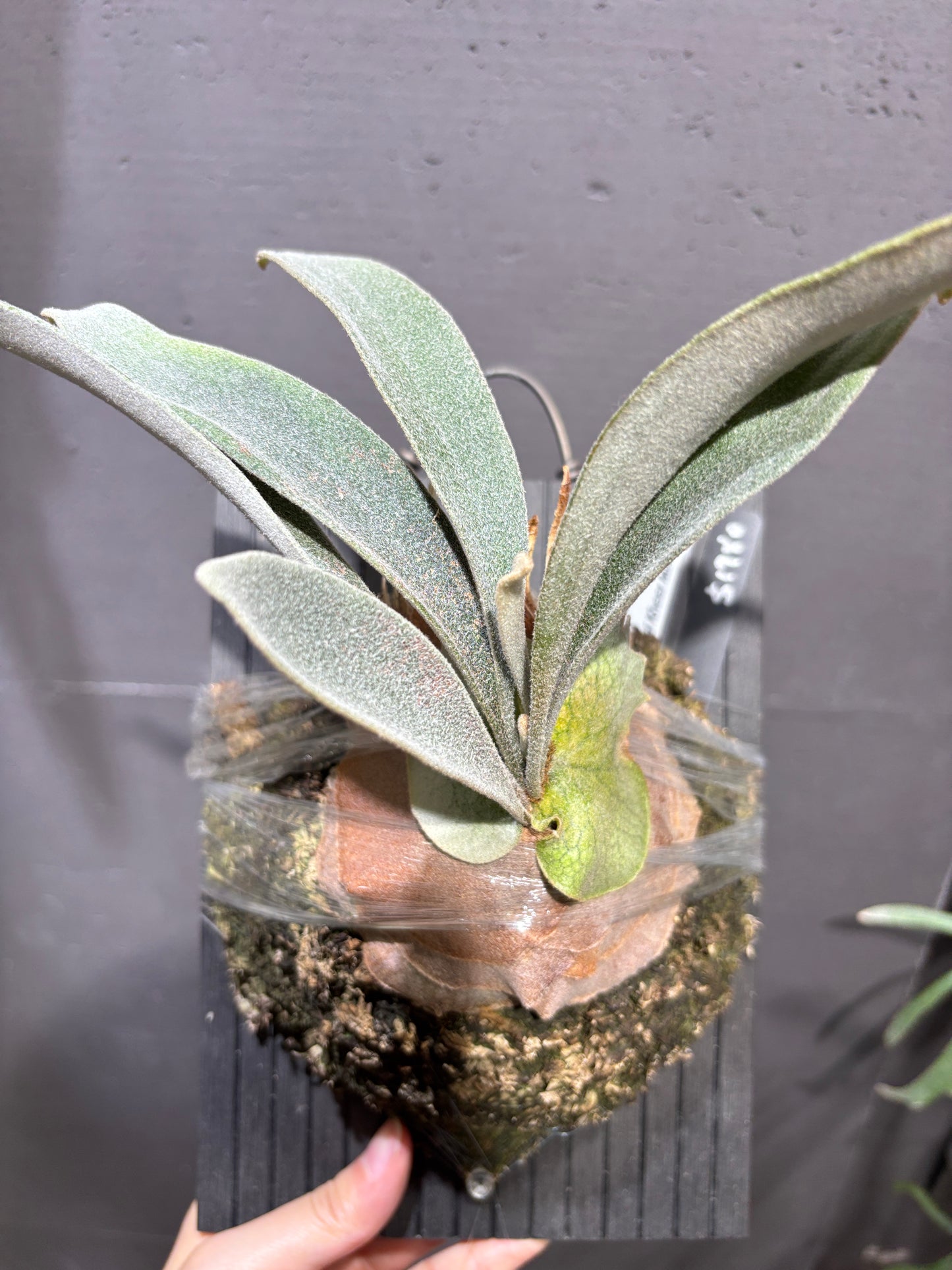 P. Veitchii cv. Auburn River, P. willinckii Kheer Miang Series Sporeling
