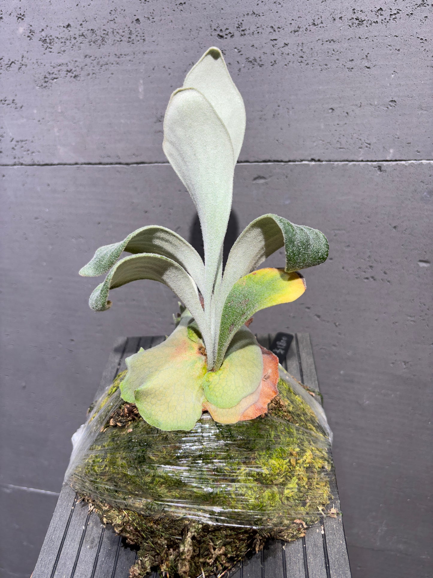 銀鹿 P. veitchii Auburn River Sporeling