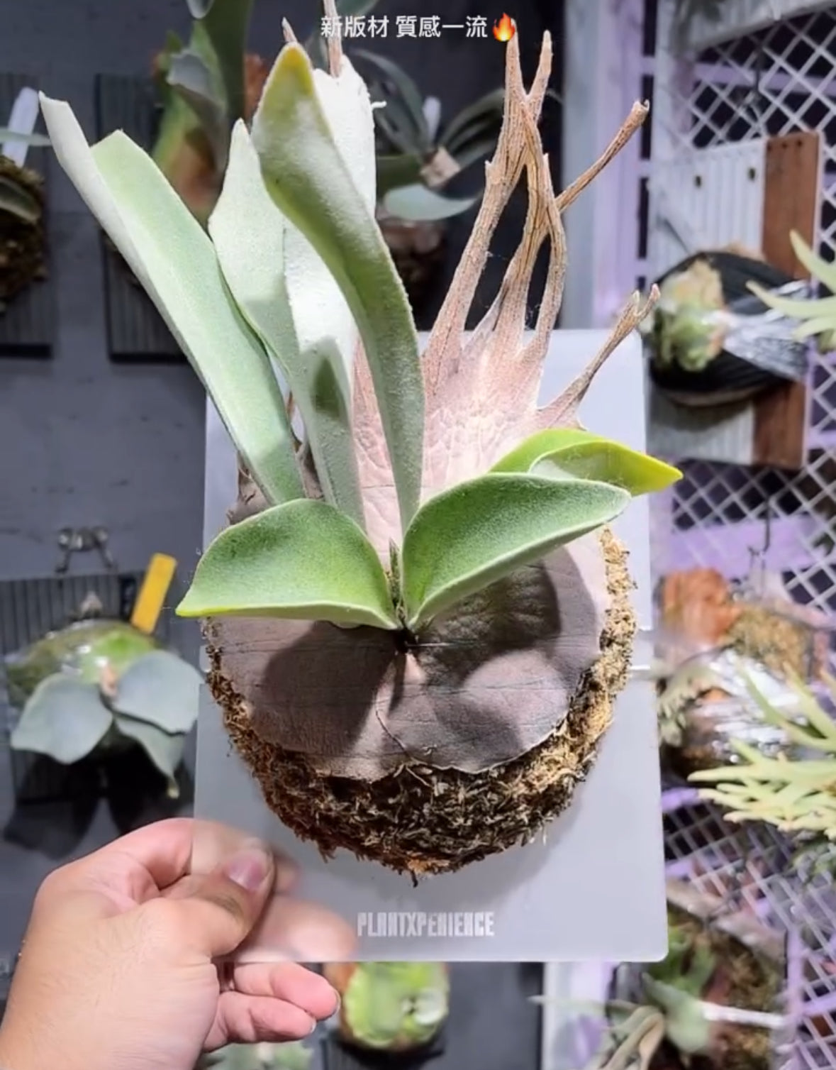 Plantxperience 膠板材