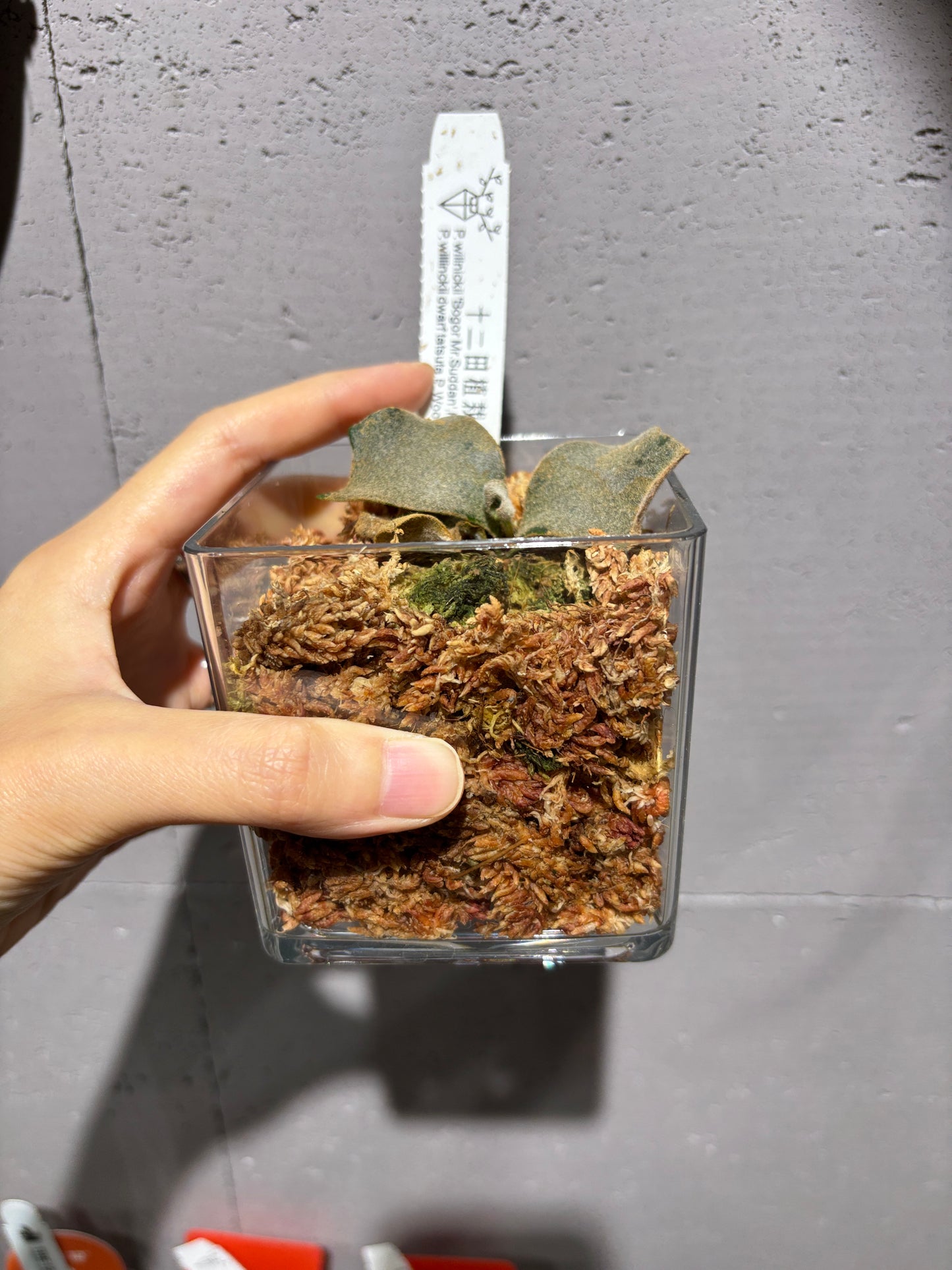 十二田孢子苗 P.willinckii ‘Bogor Mr. Suddan’, P. Blue queen, P.willinckii dwarf tatsuta, P.Woot#75 12th oasis sporeling