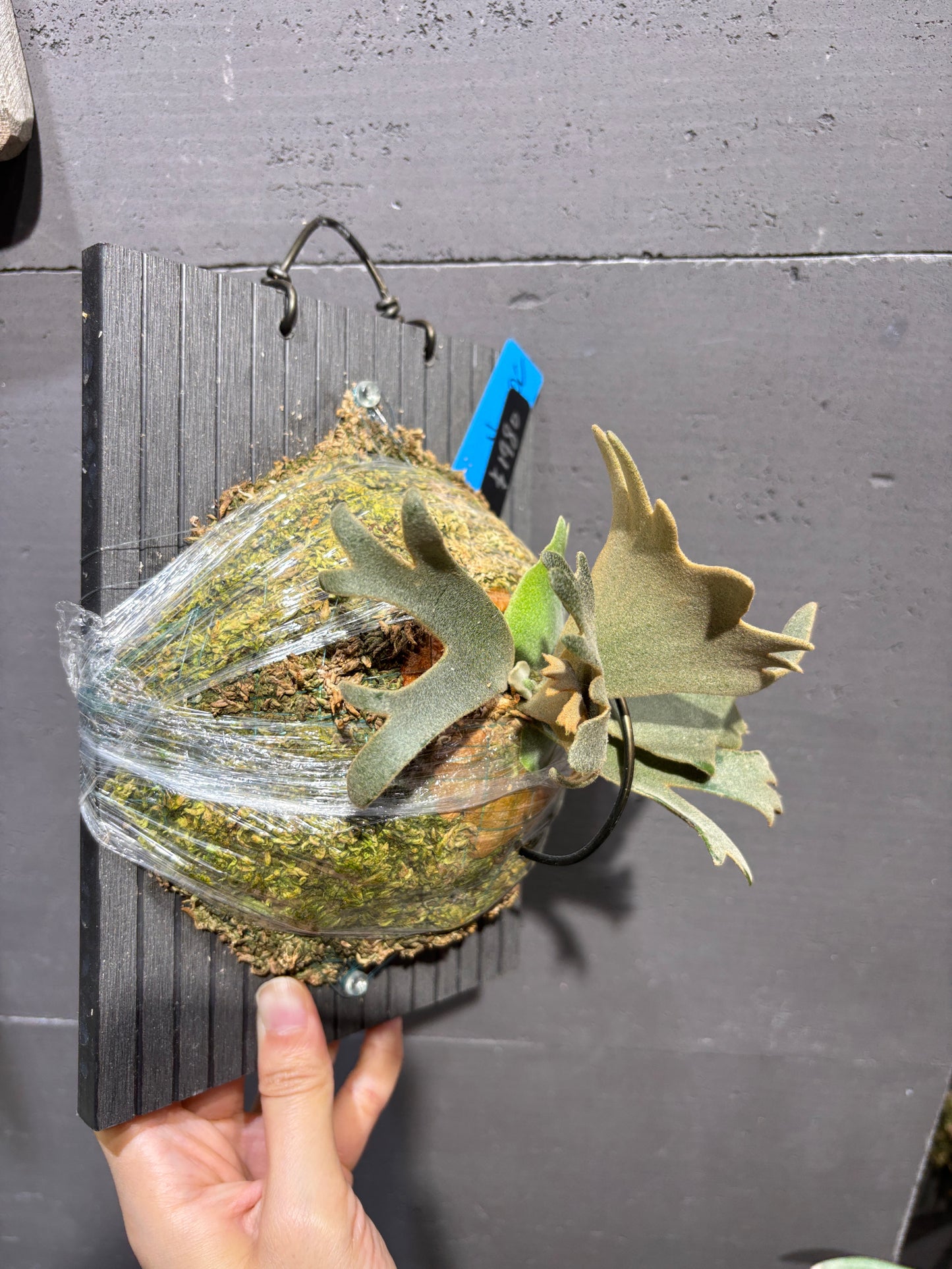 P.willinckii Nano sporeling