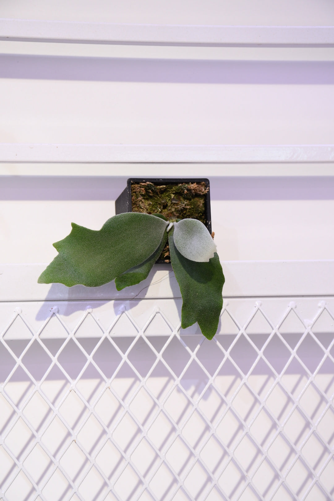 P. willinckii Dwarf Auchai Sporeling (Skyno fern)