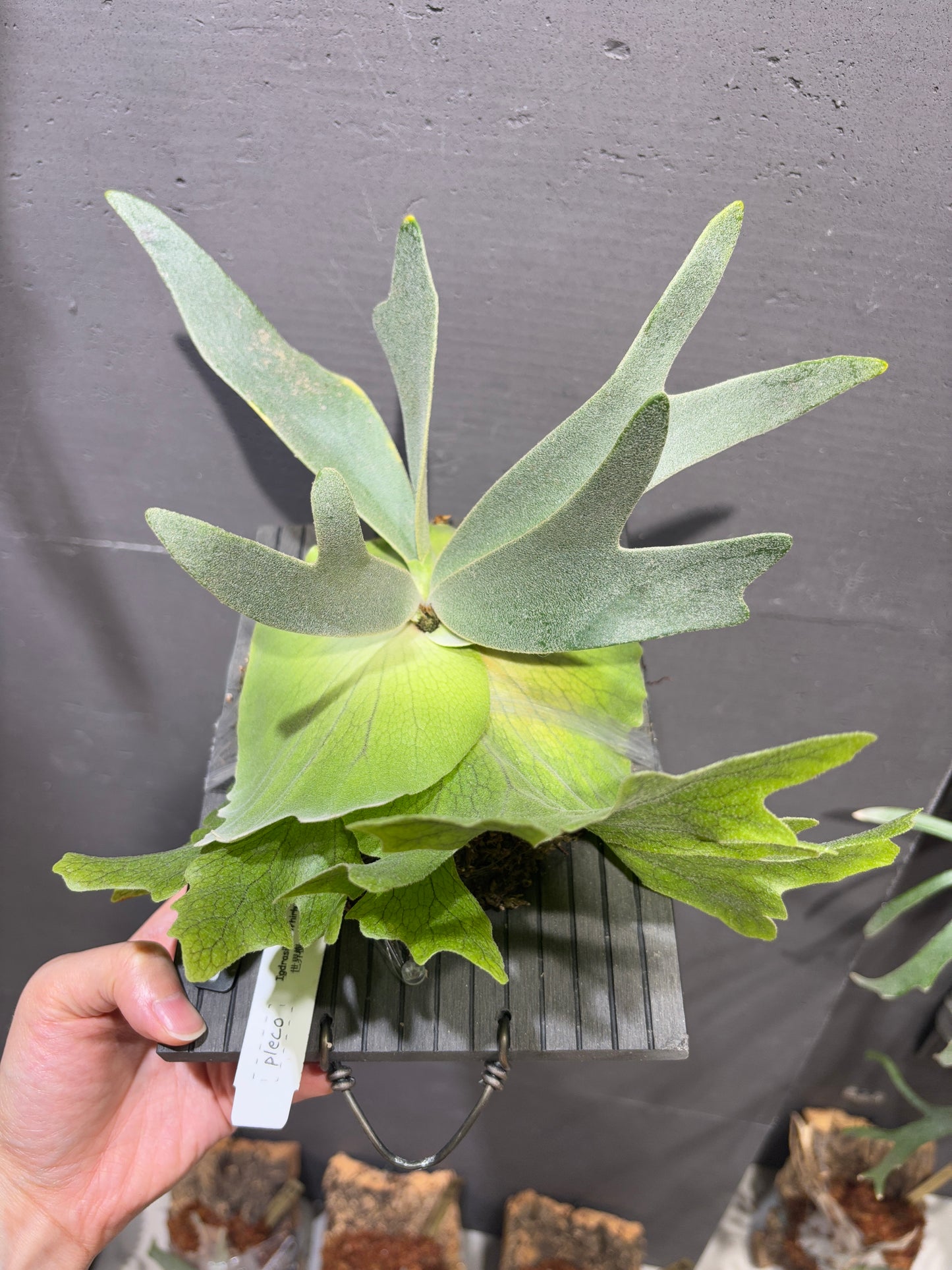 P. Igdrasill x Whirlwind