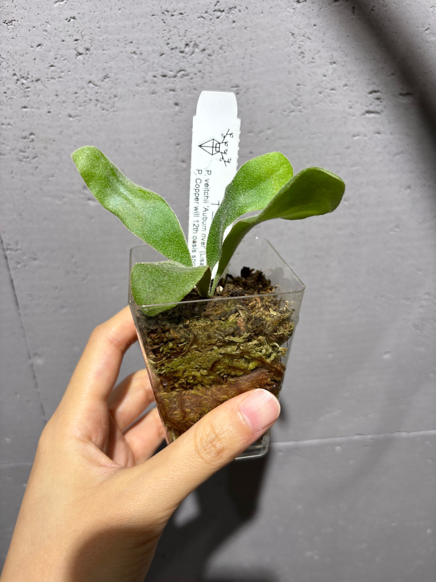 十二田孢子苗 P. veitchii ‘Auburn river’ (Lisawa), P.Copper will 12th oasis sporeling