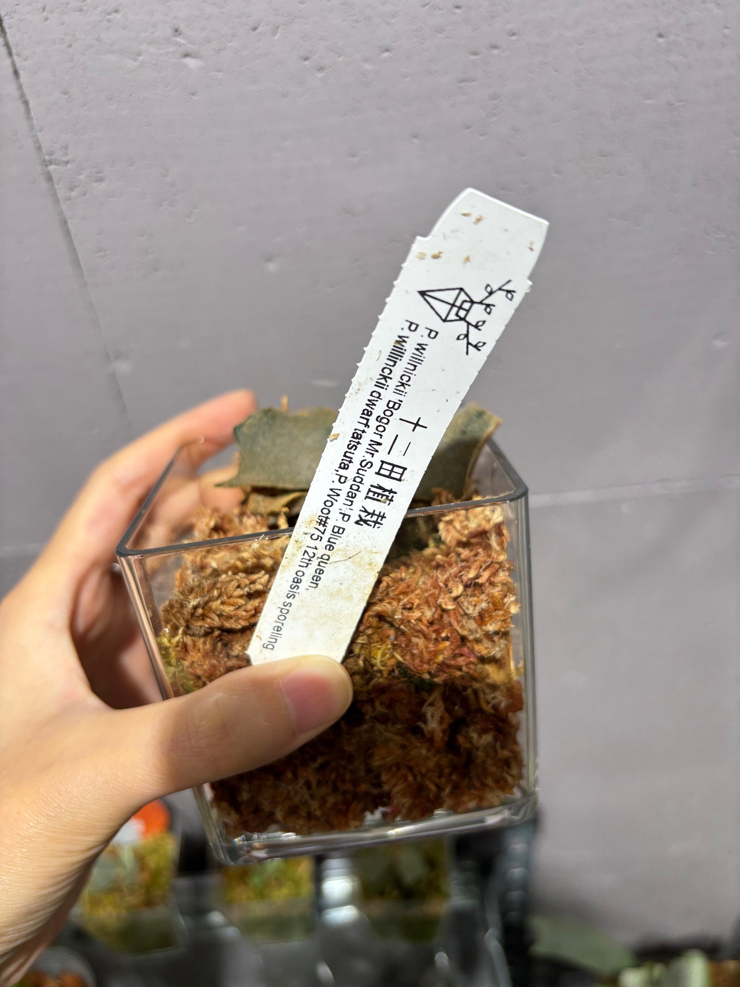 十二田孢子苗 P.willinckii ‘Bogor Mr. Suddan’, P. Blue queen, P.willinckii dwarf tatsuta, P.Woot#75 12th oasis sporeling