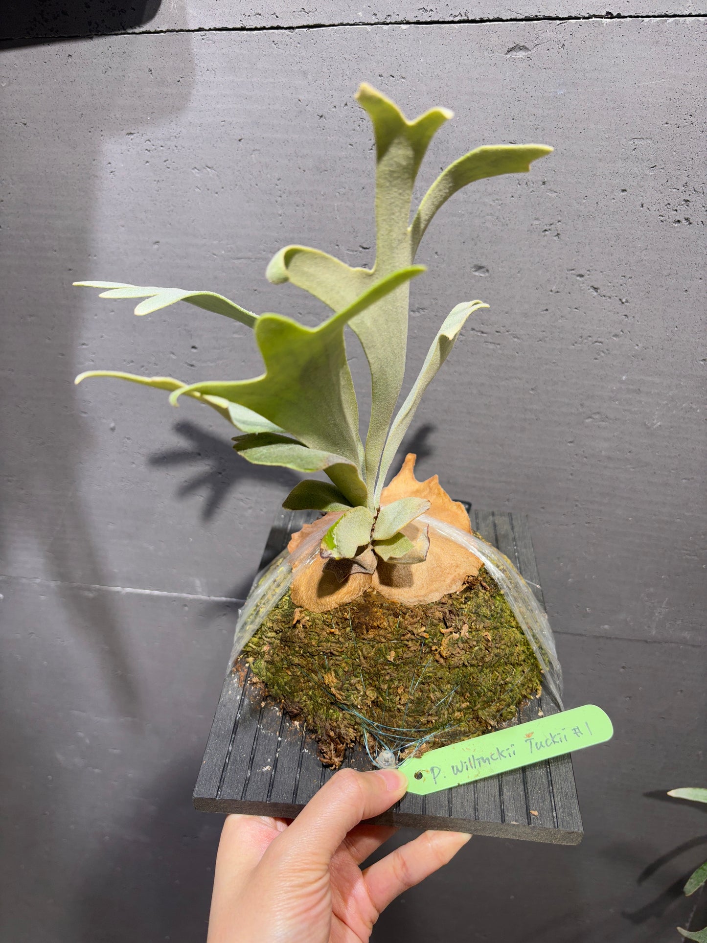 P. willinckii Tuckii #1