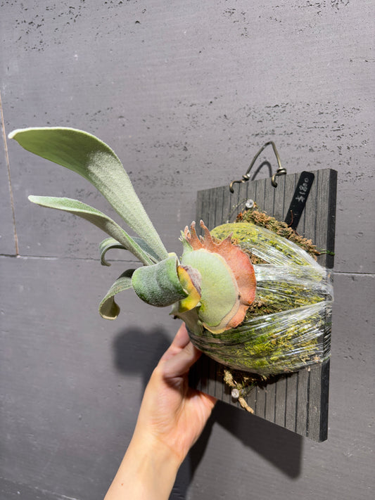 銀鹿 P. veitchii Auburn River Sporeling