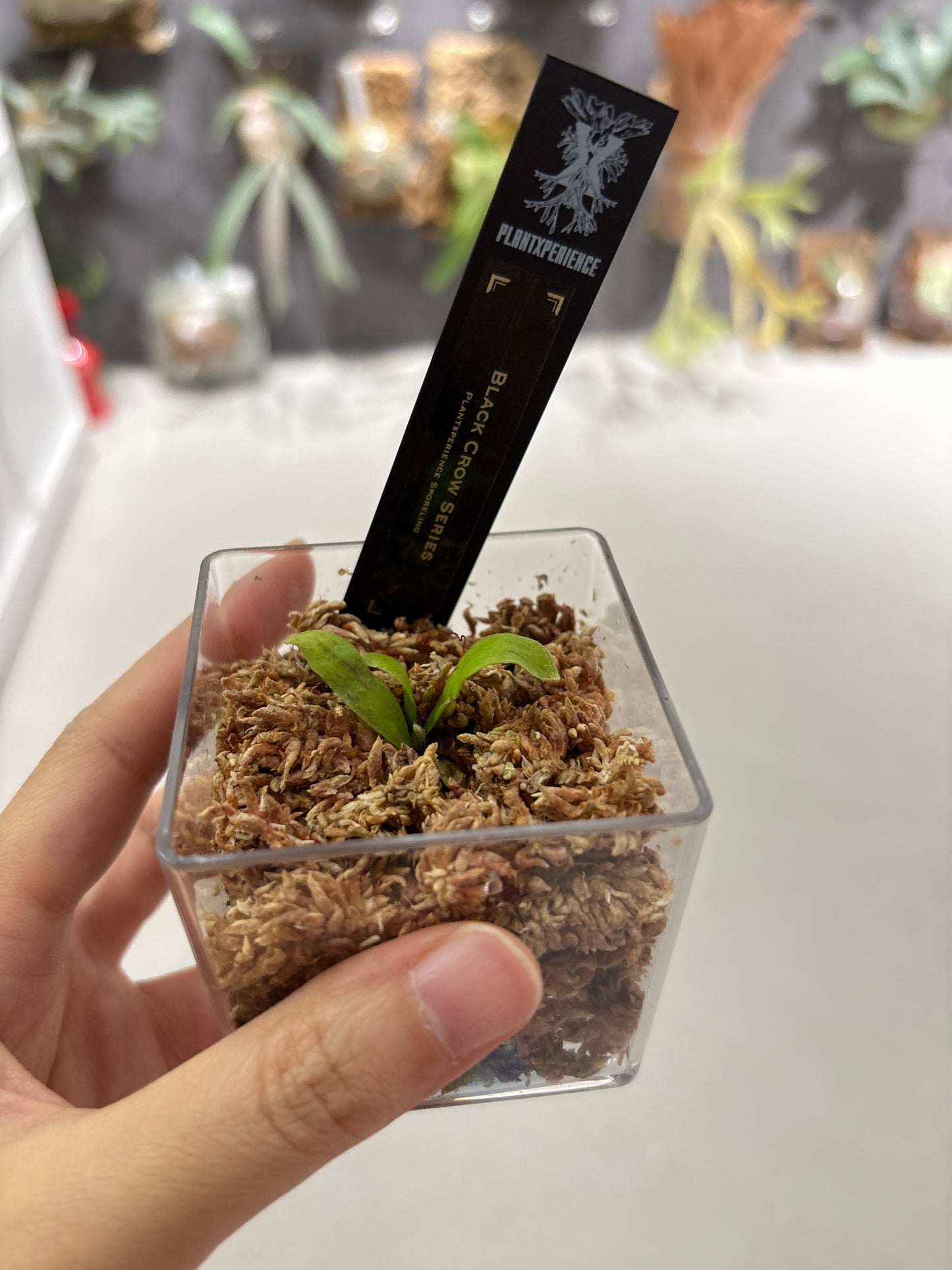 香港本土孢子苗 Black Crow Series Plantxperience Sporeling