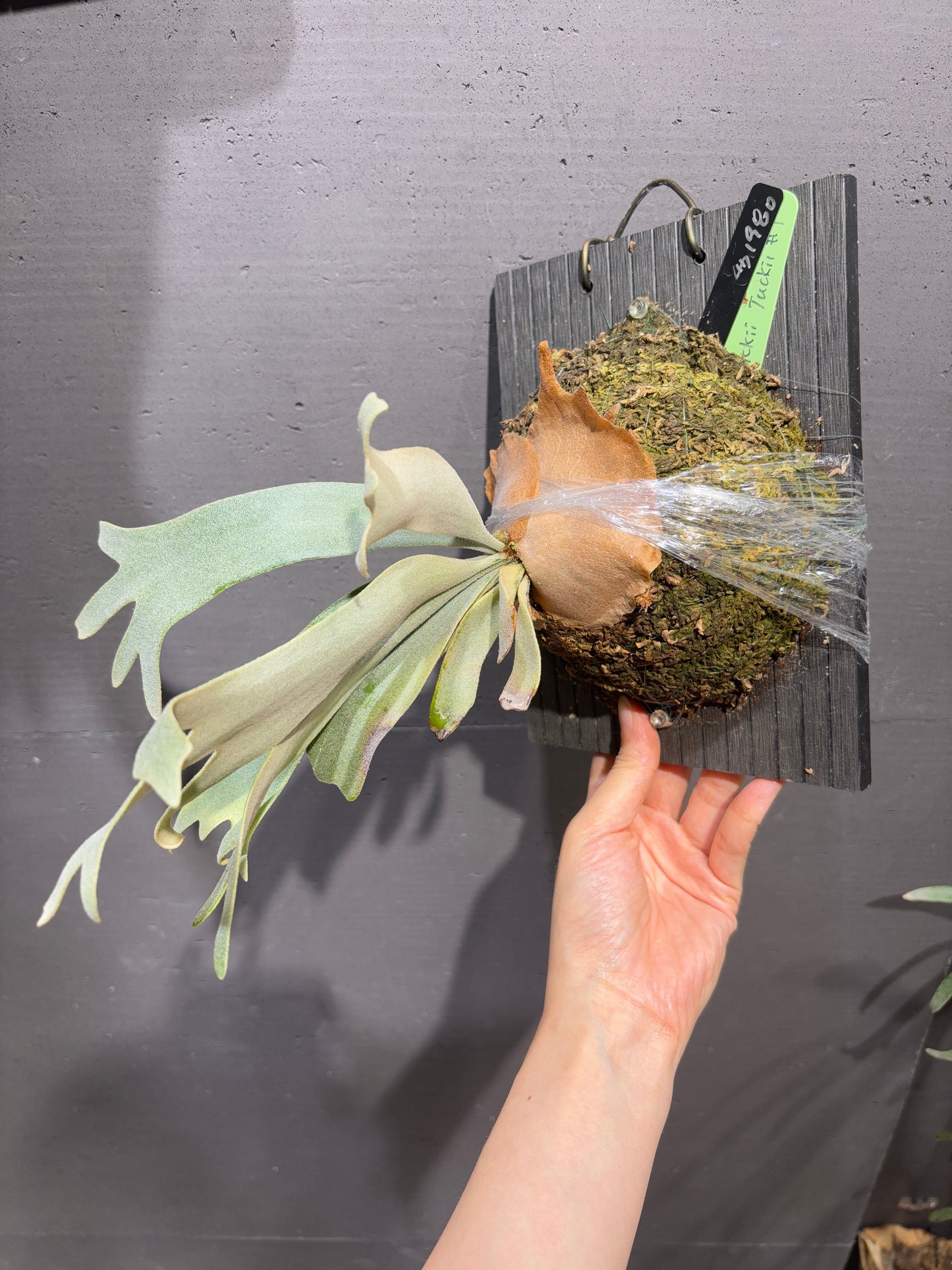 P. willinckii Tuckii #1