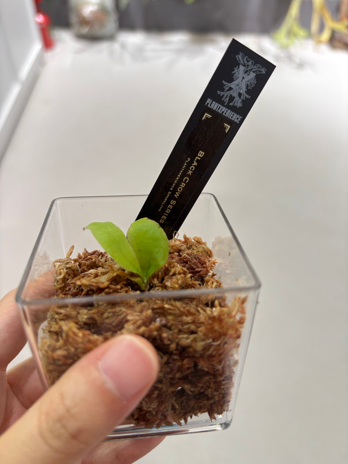 香港本土孢子苗 Black Crow Series Plantxperience Sporeling