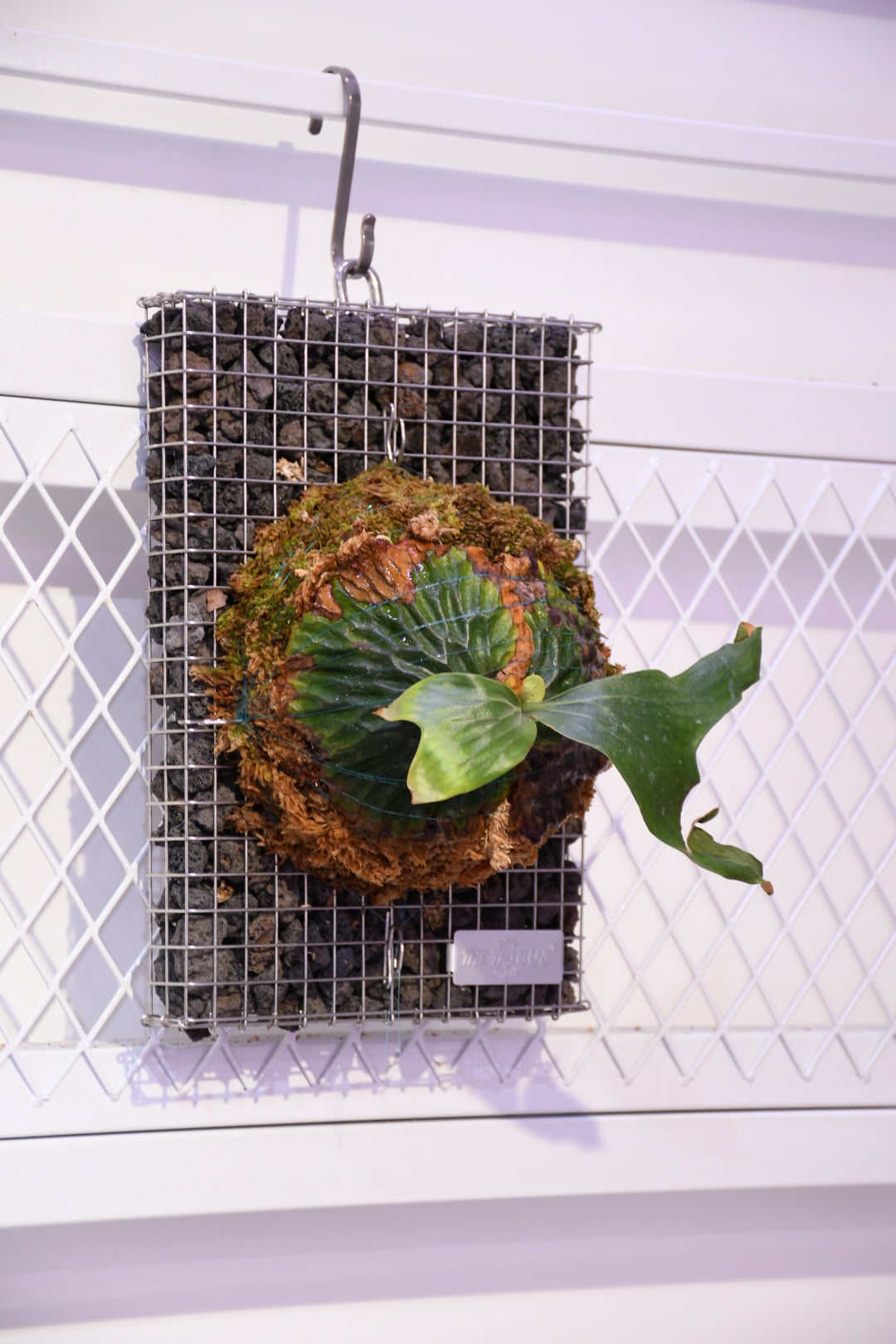 P. madagascariense