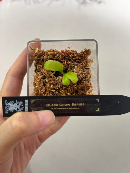 香港本土孢子苗 Black Crow Series Plantxperience Sporeling