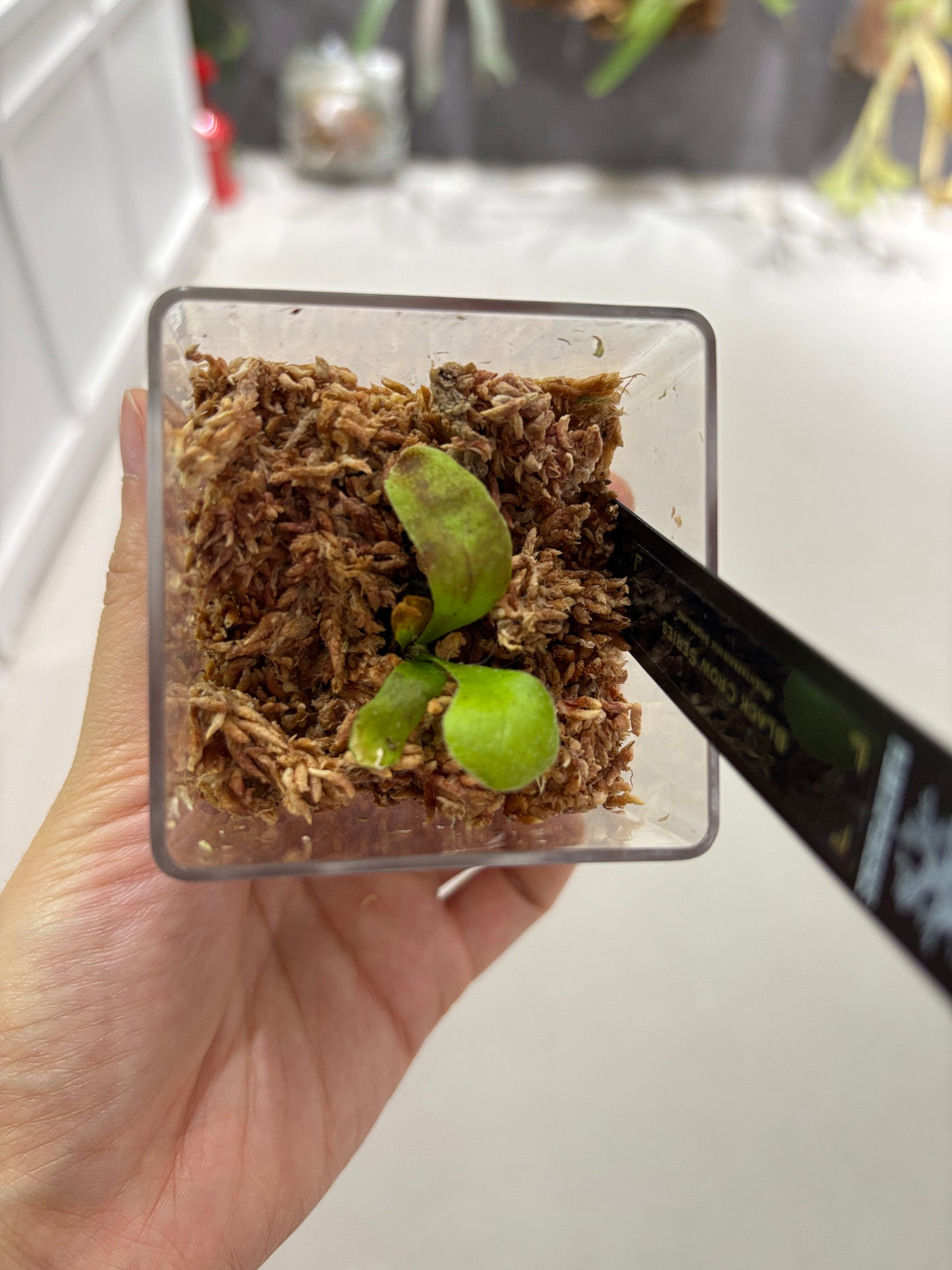 香港本土孢子苗 Black Crow Series Plantxperience Sporeling