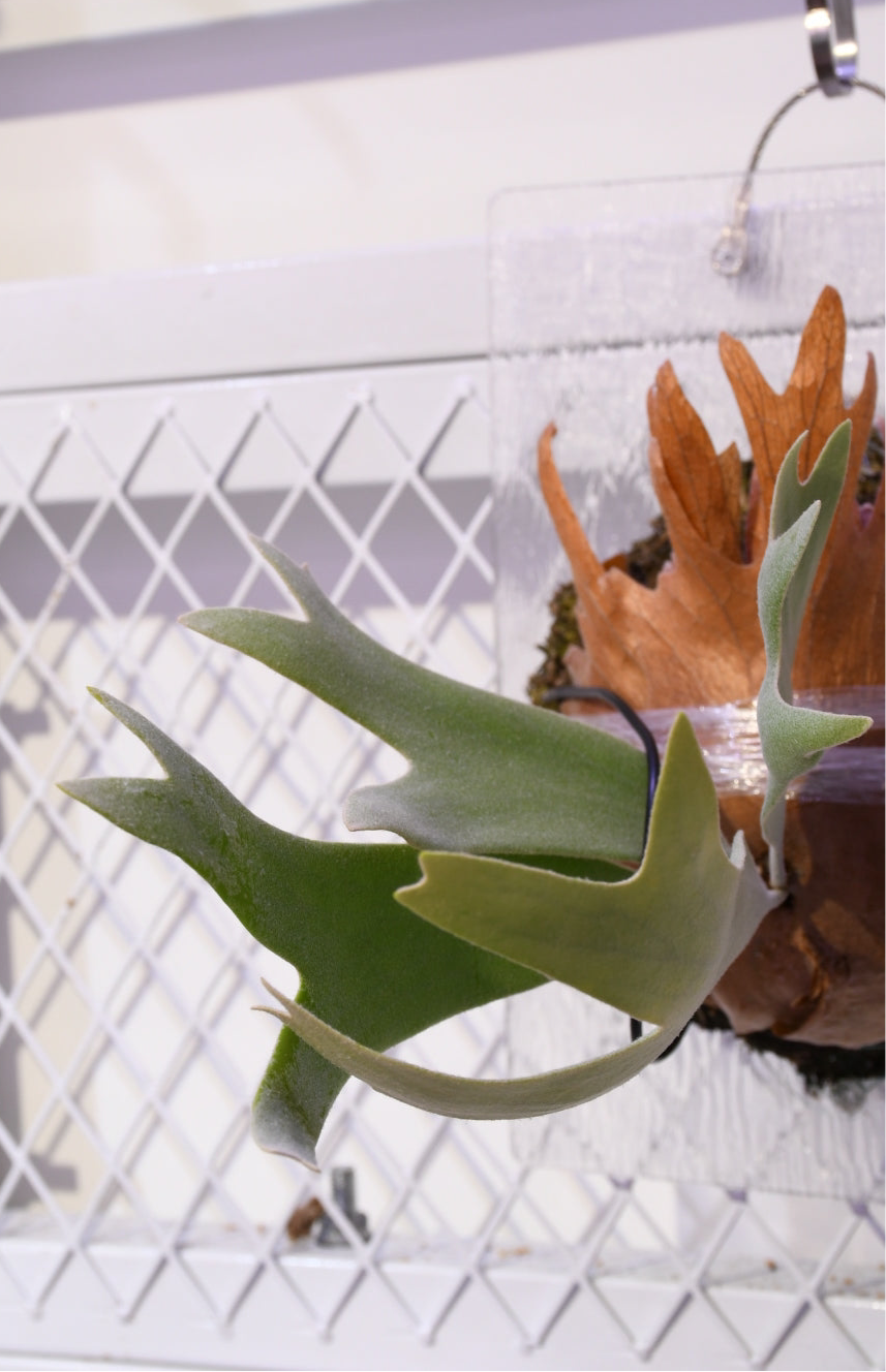 P. Miami Tatsuta sporeling (CNX)