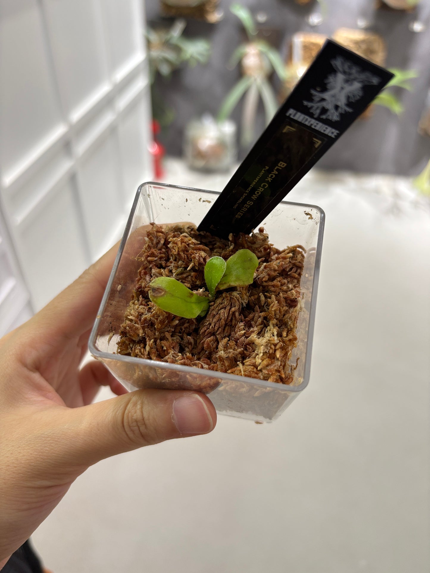 香港本土孢子苗 Black Crow Series Plantxperience Sporeling
