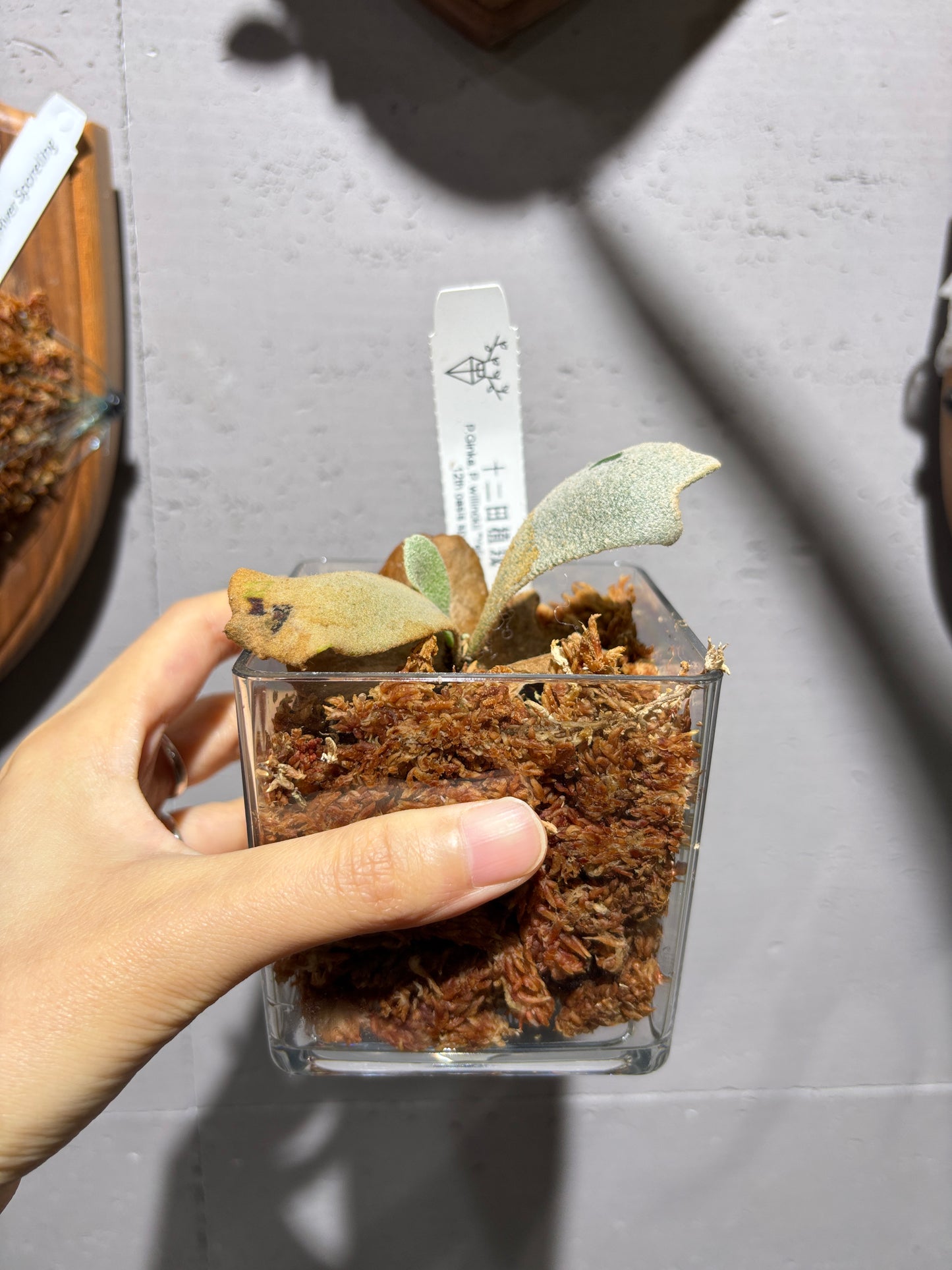 十二田孢子苗 P.Ginka, P.willinckii “Yellow moon” 12th oasis sporeling