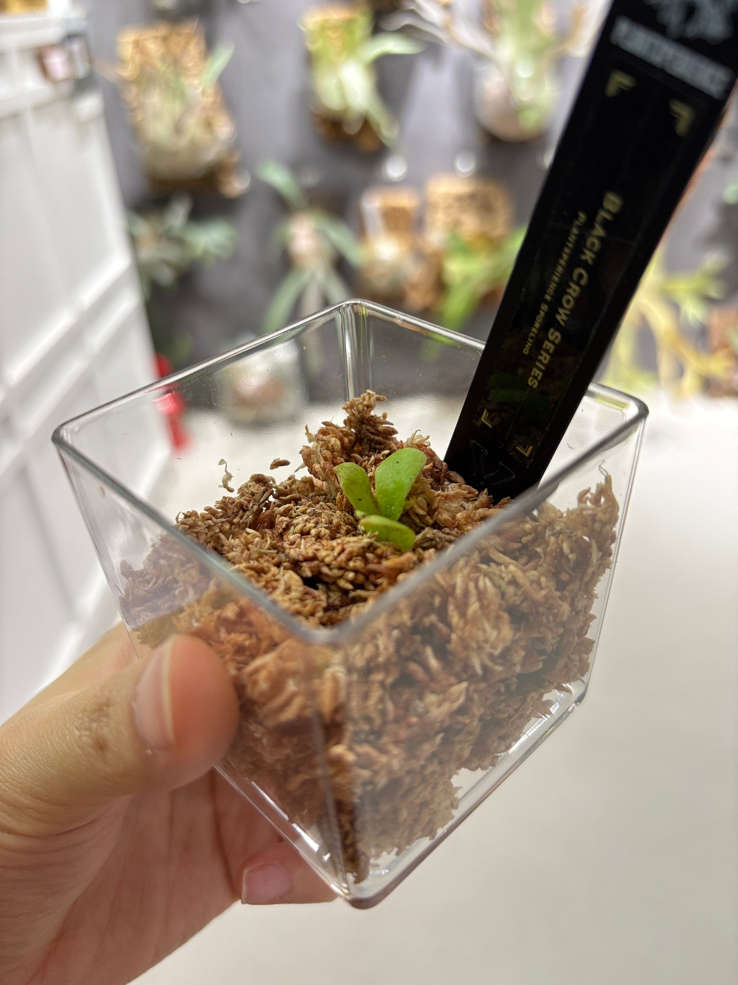 香港本土孢子苗 Black Crow Series Plantxperience Sporeling