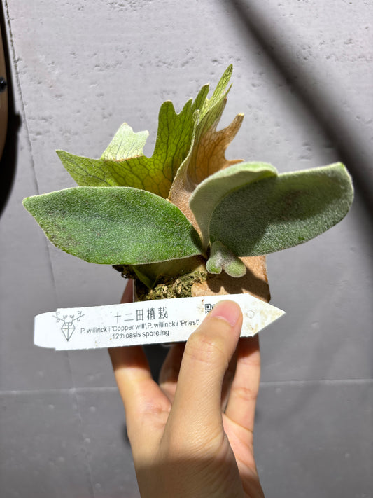 十二田孢子苗 P.willinckii “Copper Will”, P.willinckii “Priest” 12th oasis sporeling