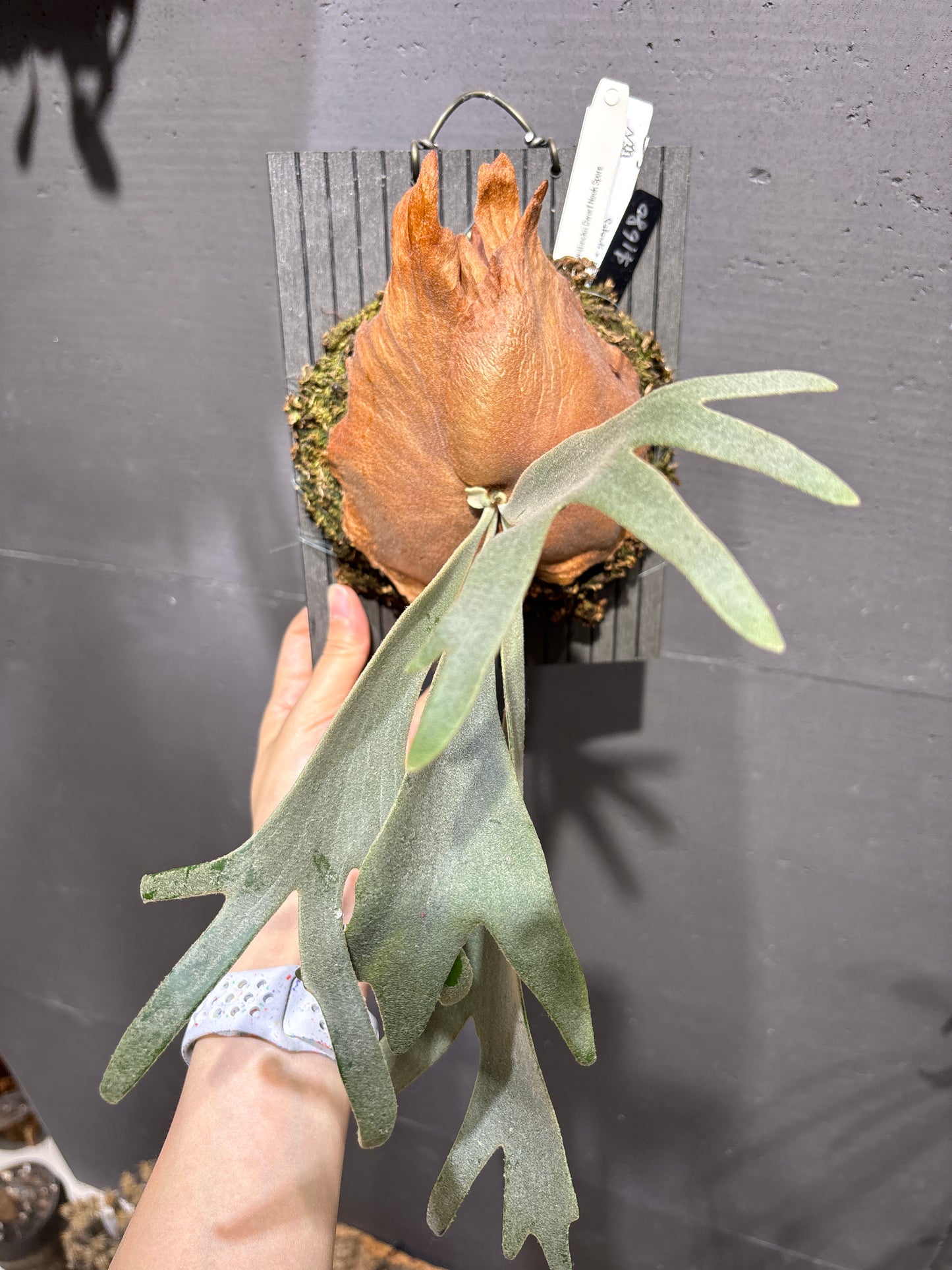 爪哇鹿角蕨 P. willinckii Dwarf Nook spore