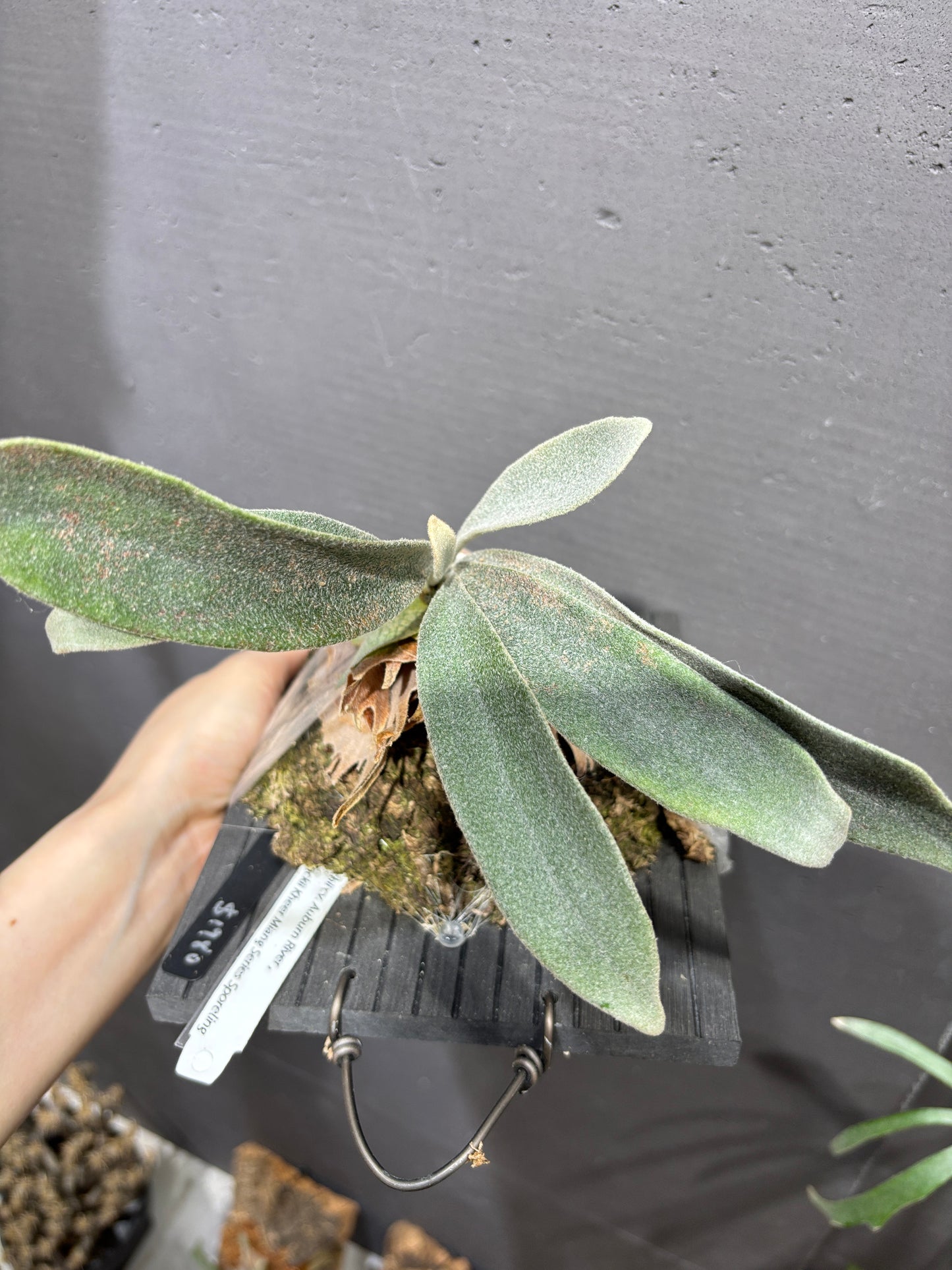 P. Veitchii cv. Auburn River, P. willinckii Kheer Miang Series Sporeling