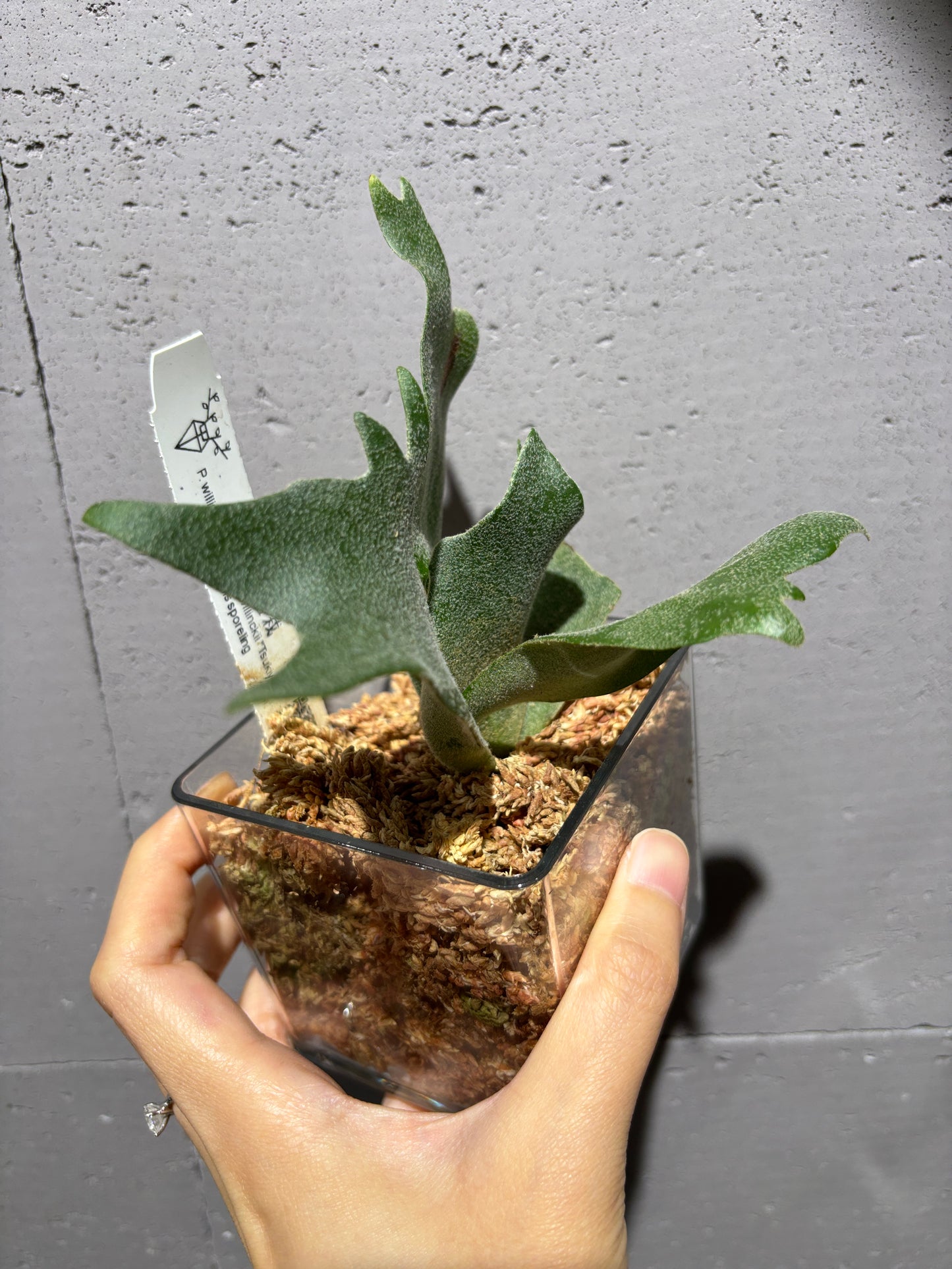 十二田孢子苗 P.willinckii “OMG”, P.willinckii “Tsukiyo”