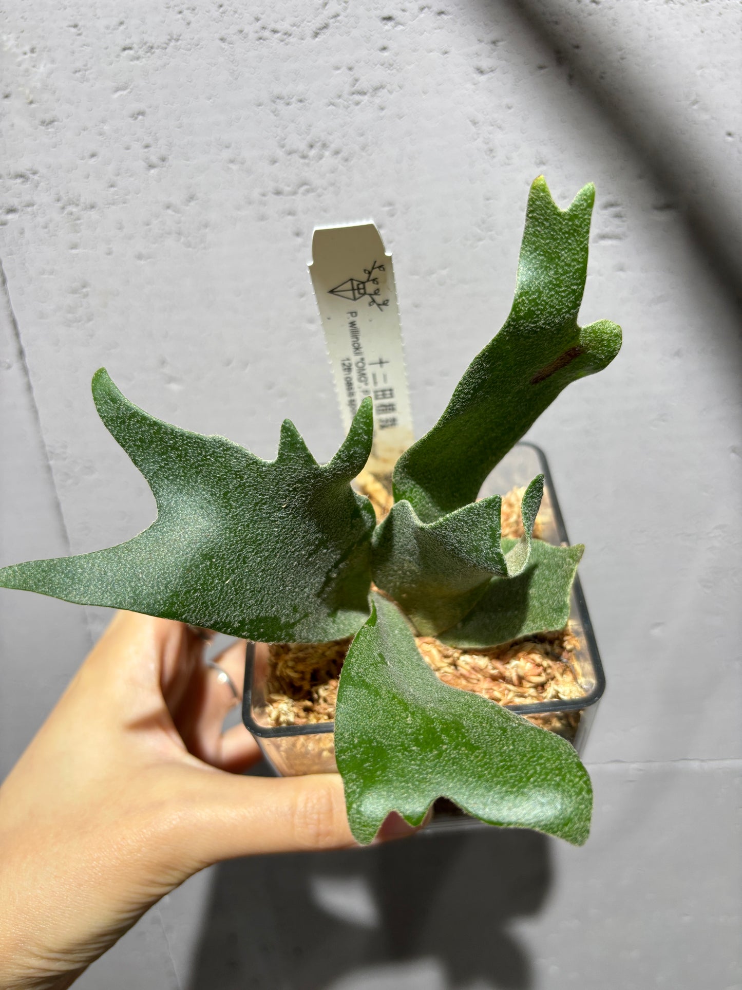 十二田孢子苗 P.willinckii “OMG”, P.willinckii “Tsukiyo”
