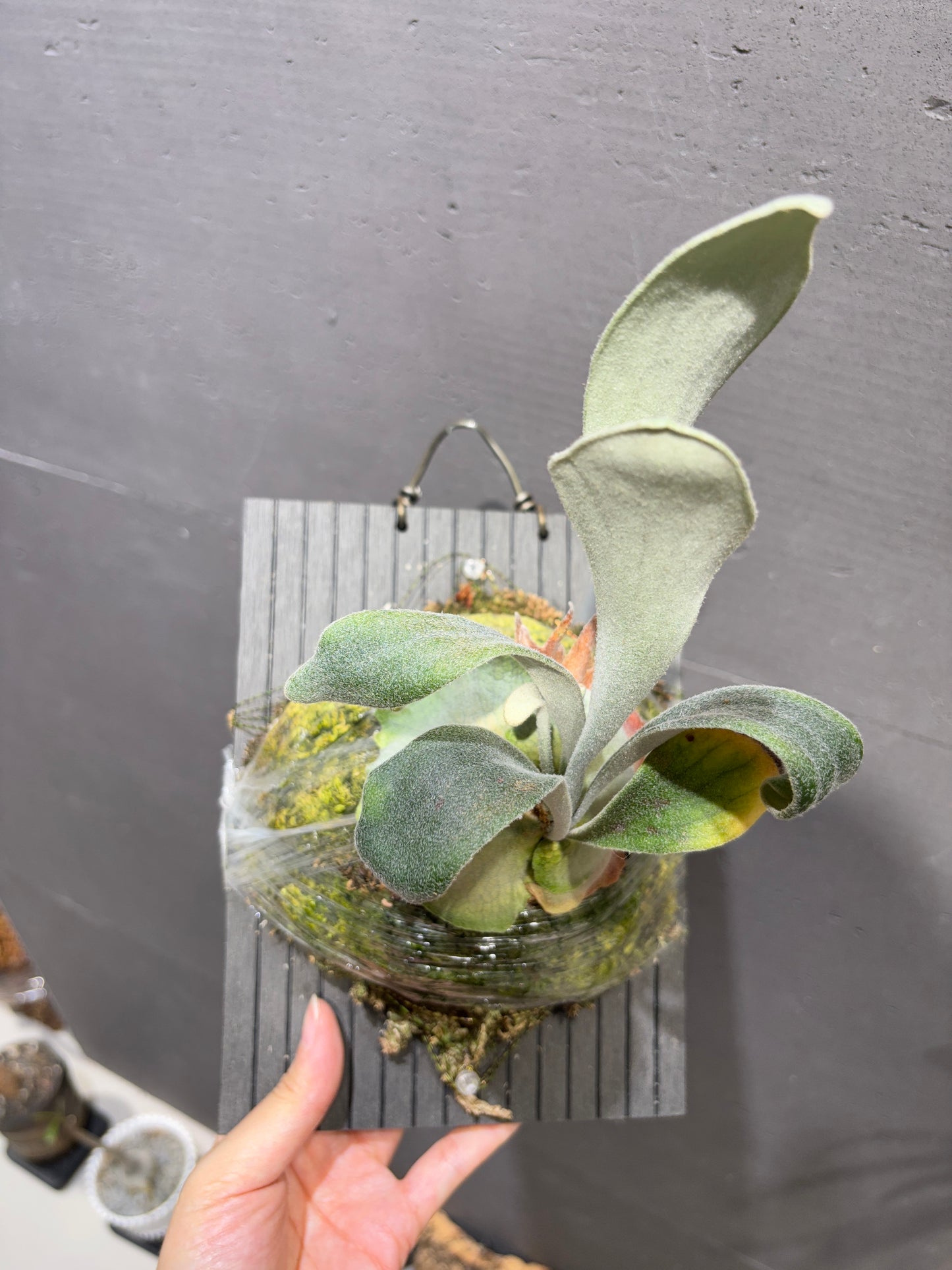 銀鹿 P. veitchii Auburn River Sporeling