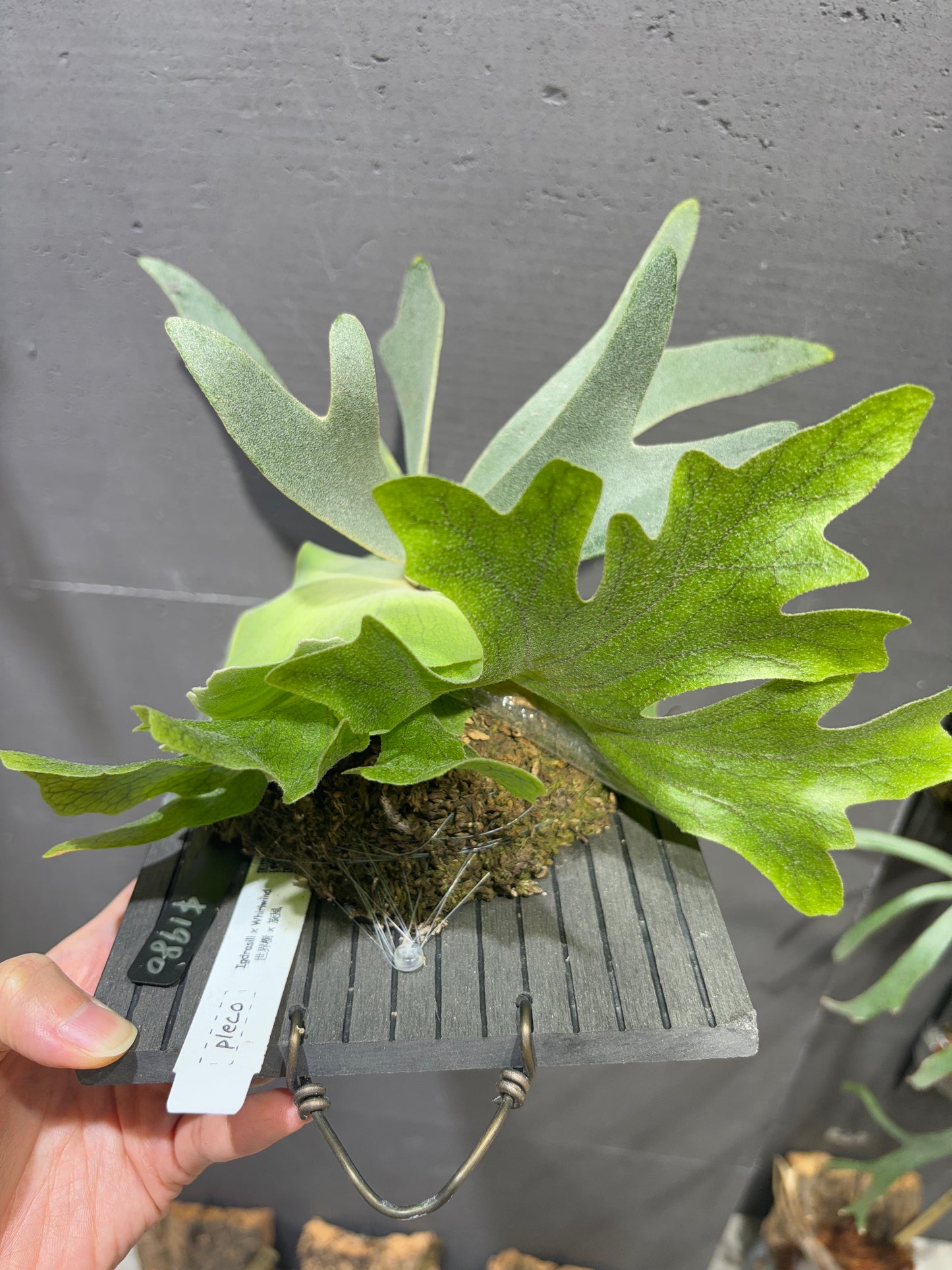 P. Igdrasill x Whirlwind
