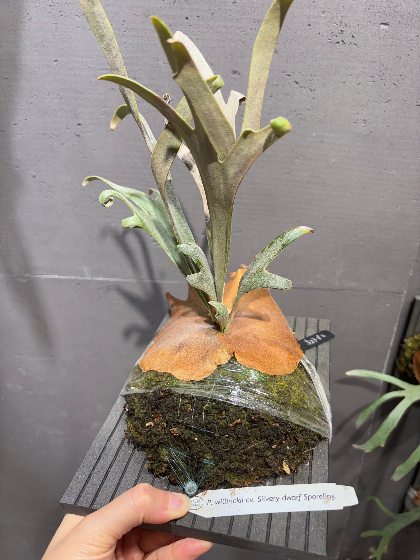 P. willinckii cv. Silvery dwarf Sporeling