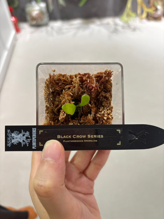 香港本土孢子苗 Black Crow Series Plantxperience Sporeling