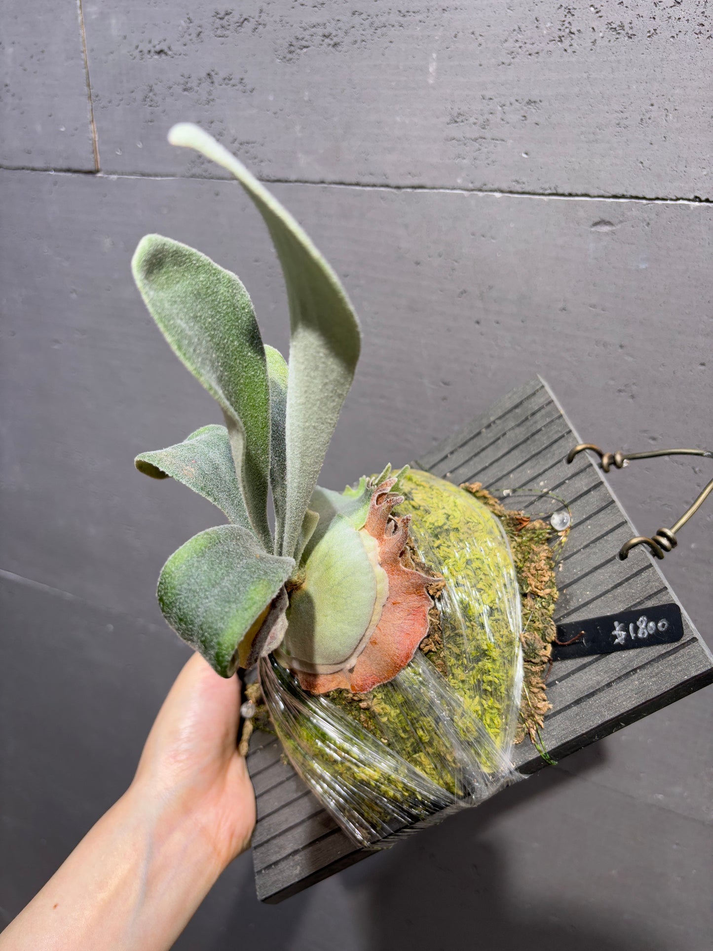 銀鹿 P. veitchii Auburn River Sporeling