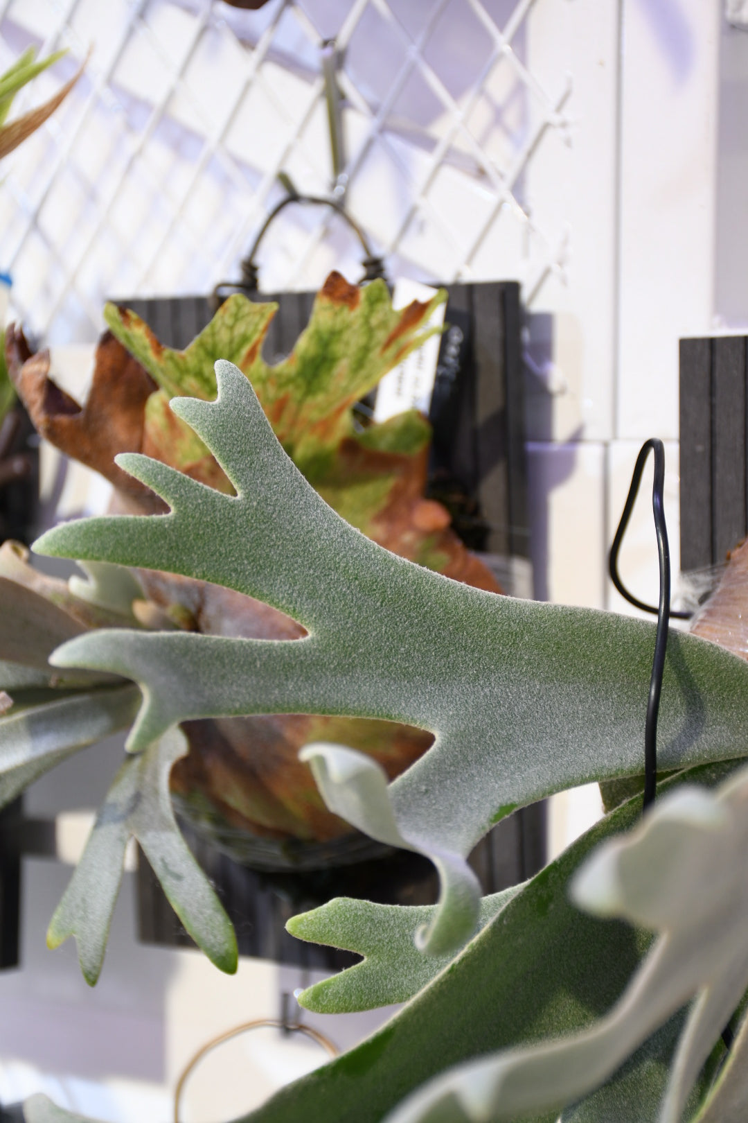 P. willinckii Silvery dwarf x SP.A mix sporeling (Nook)