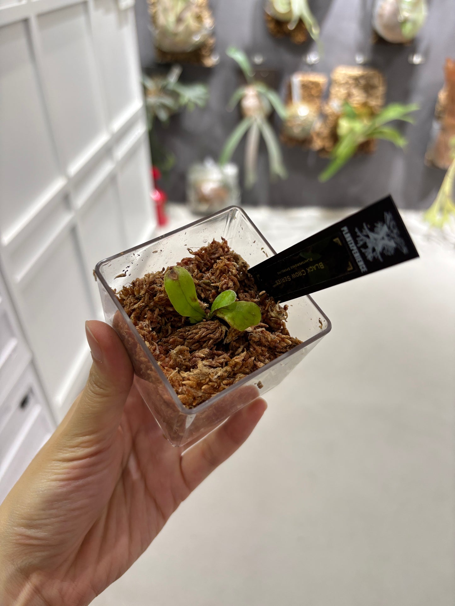 香港本土孢子苗 Black Crow Series Plantxperience Sporeling