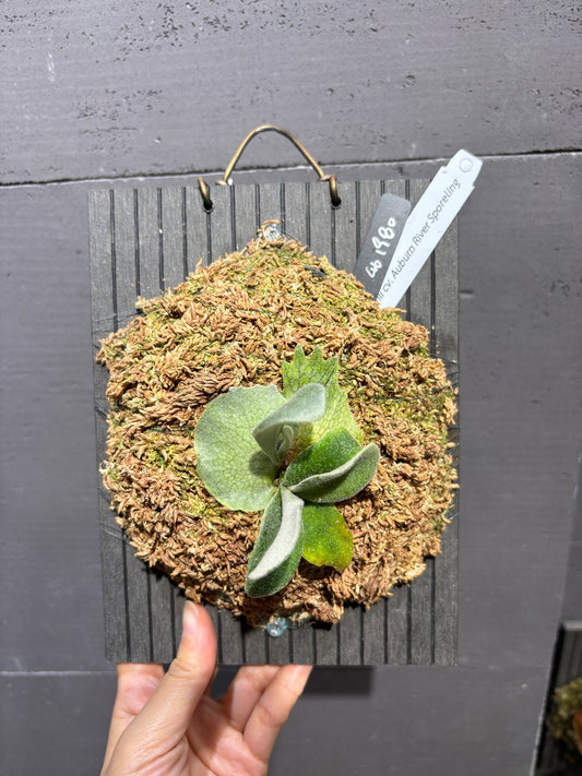 P. Veitchii cv. Auburn River sporeling