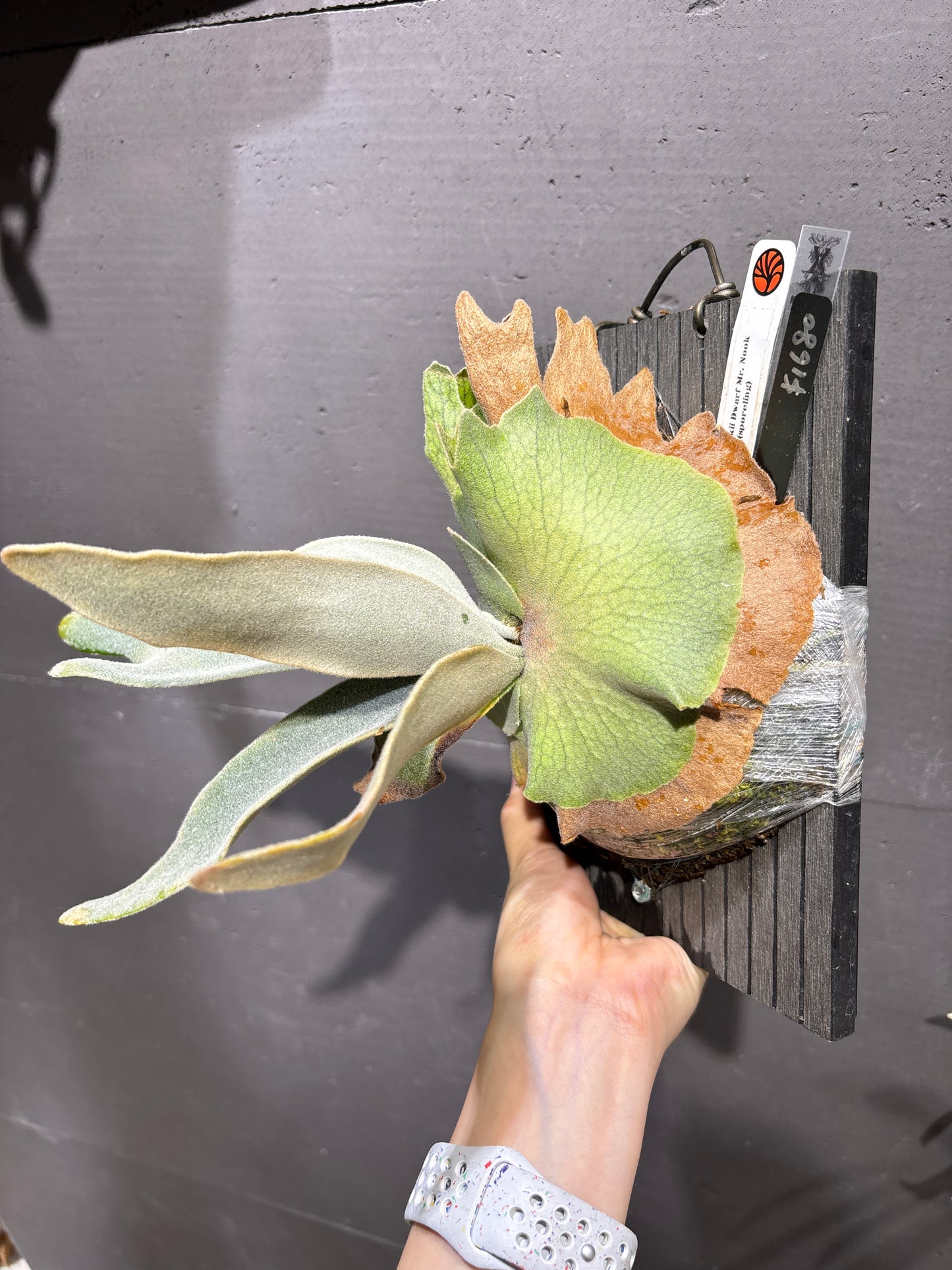 爪哇鹿角蕨 P. willinckii Dwarf Mr. Nook sporeling