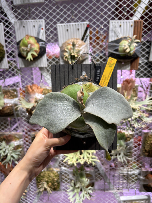 P. Blue Moon x veitchii High Finger AUS Sporelings