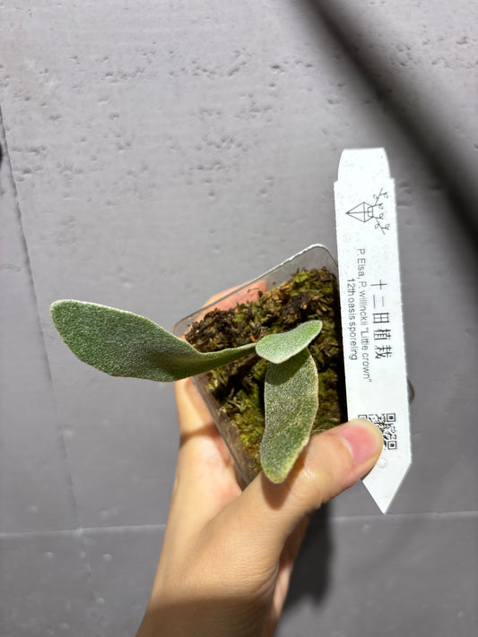 十二田孢子苗 P. Elsa, P.willinckii “Little crown” 12th oasis sporeling