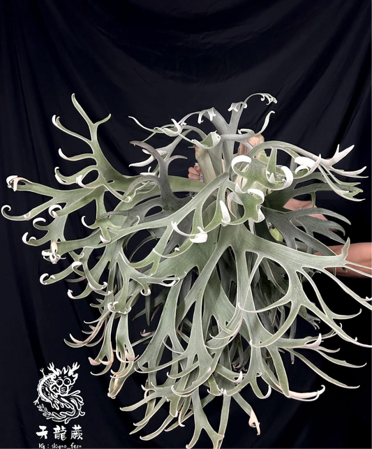 P. willinckii Dwarf Auchai Sporeling (Skyno fern)