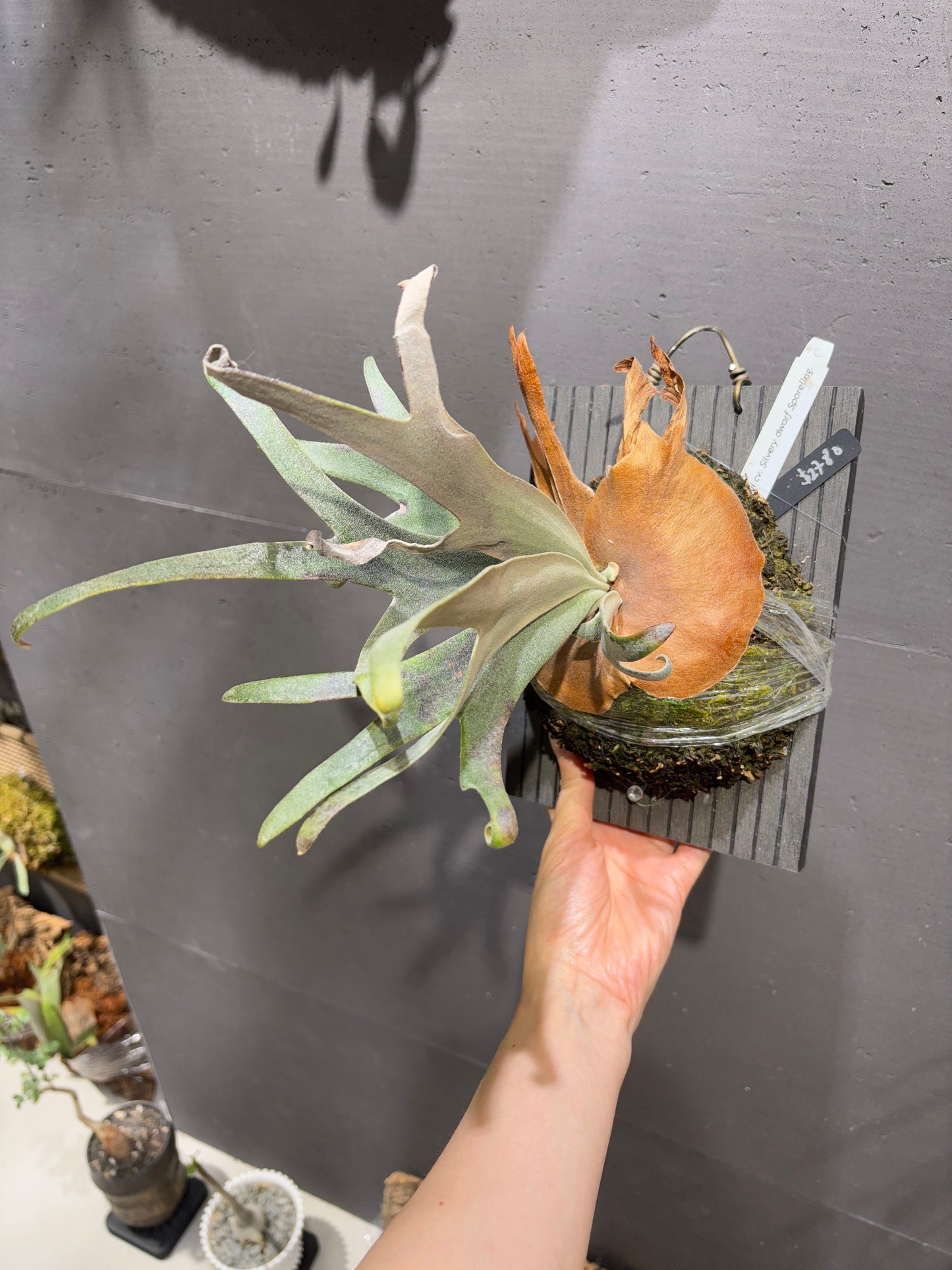 P. willinckii cv. Silvery dwarf Sporeling